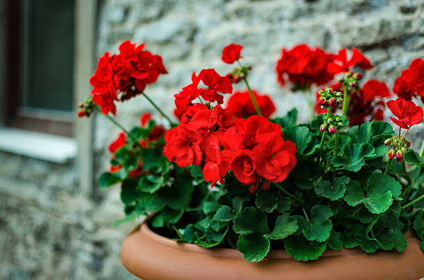 Red geraniums in a terracotta pot beside a stone wall.